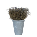 Dried Botanical Pot